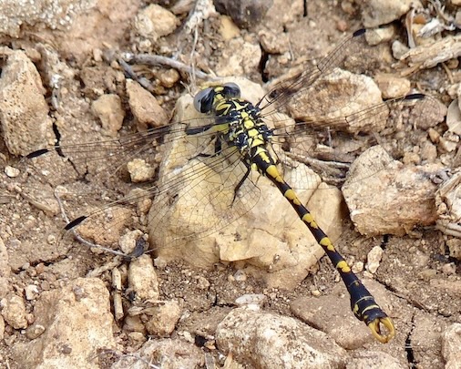 large pincertail